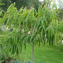 Ficus binnendykii
